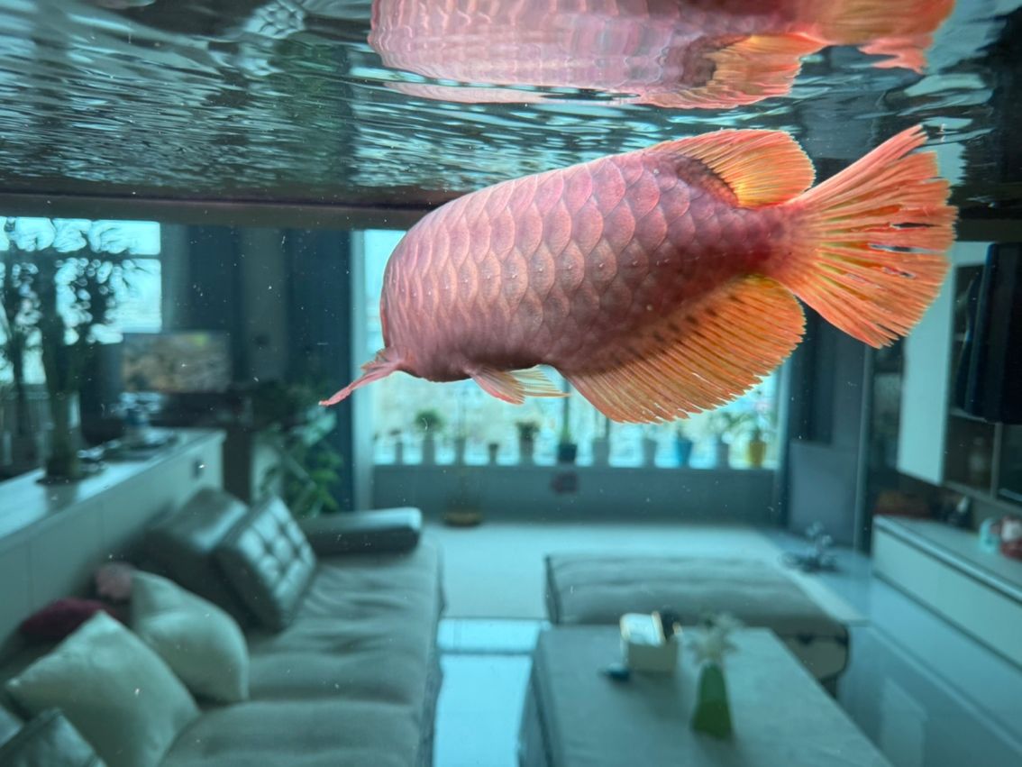 有哪些著名的過背金龍魚魚場(chǎng)（中國過背金龍魚場(chǎng)有哪些？）