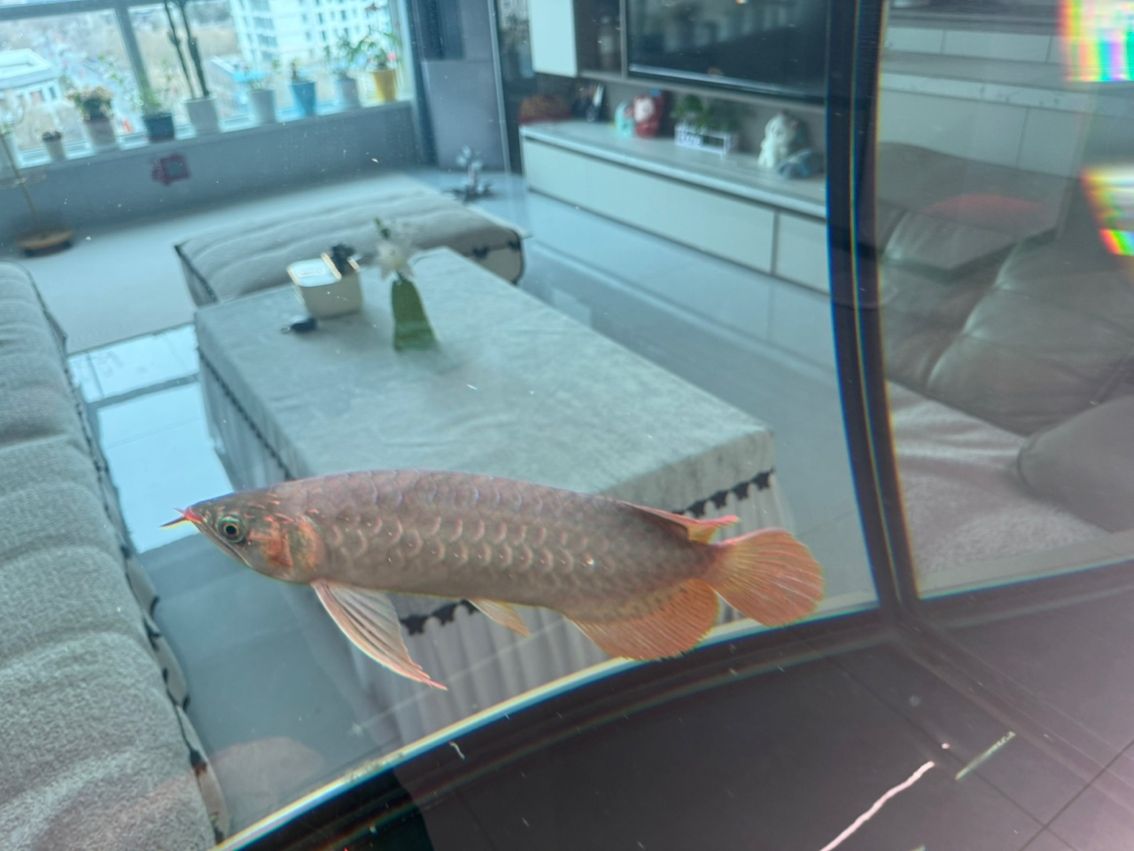 有哪些著名的過背金龍魚魚場(chǎng)（中國過背金龍魚場(chǎng)有哪些？）