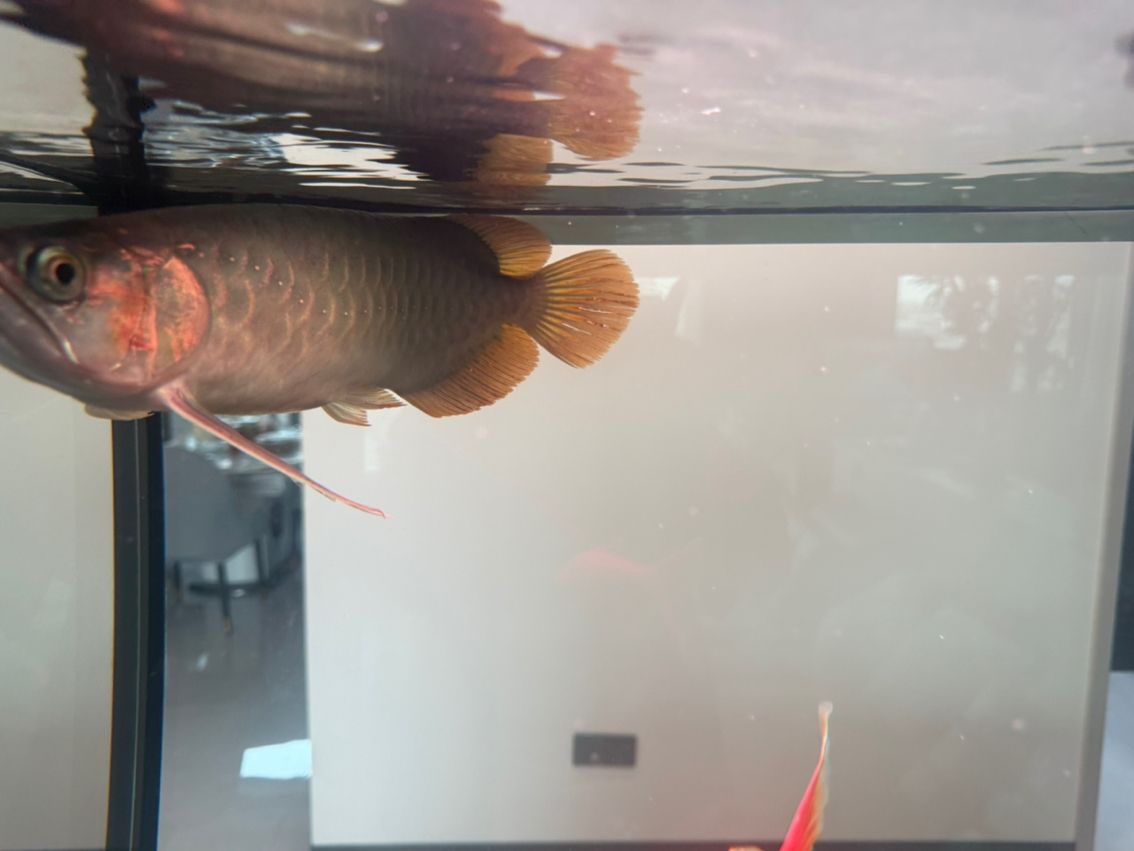 有哪些著名的過背金龍魚魚場(chǎng)（中國過背金龍魚場(chǎng)有哪些？）