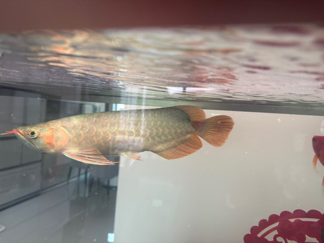 有哪些著名的過背金龍魚魚場（中國過背金龍魚場有哪些？）