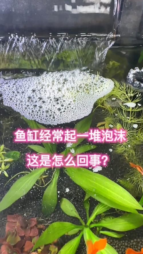 如何預防魚缸中的氣泡病？（魚缸氣泡病的科學預防）