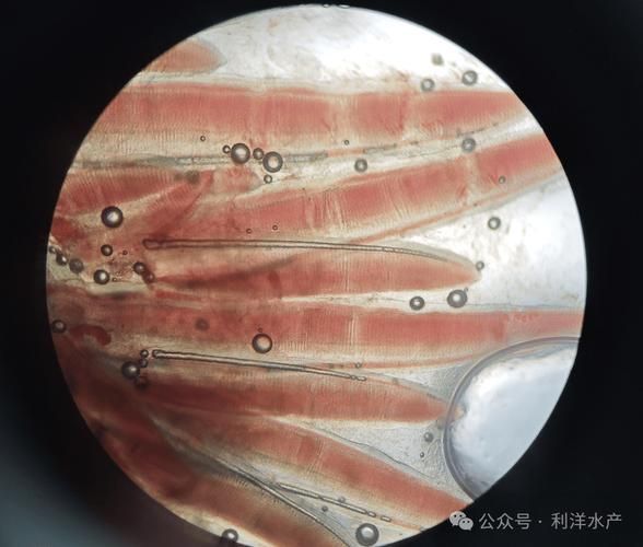 如何預防魚缸中的氣泡病？（魚缸氣泡病的科學預防）