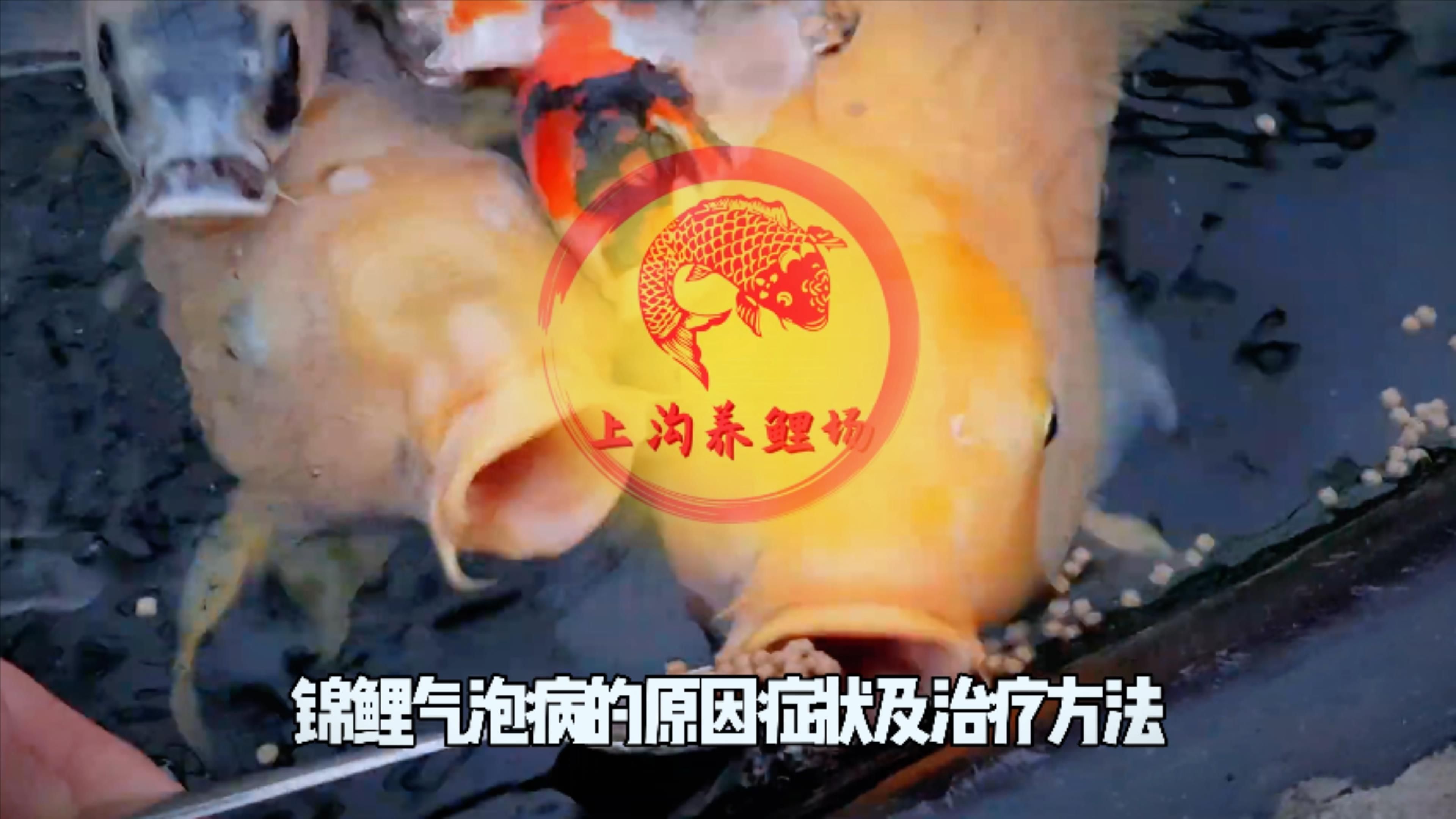 如何預防魚缸中的氣泡病？（魚缸氣泡病的科學預防）