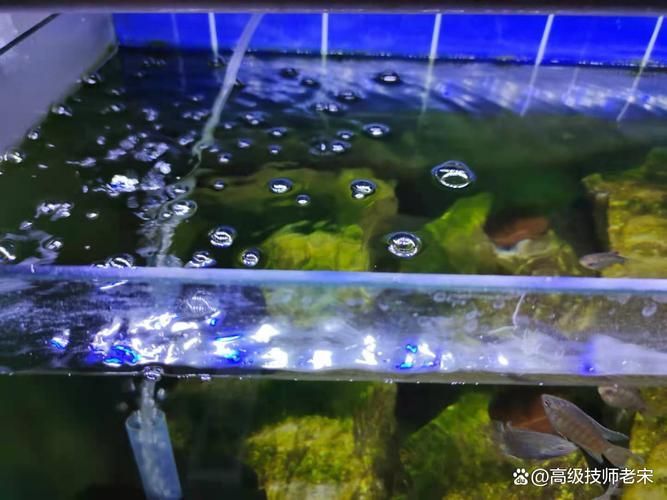 如何預防魚缸中的氣泡病？（魚缸氣泡病的科學預防）