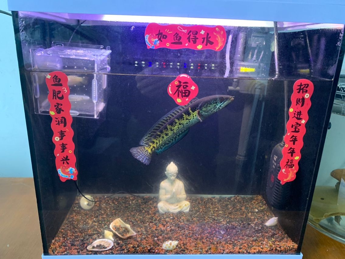 魚吐福氣。（吐福氣是一句寓意吉祥的俗語，通常用來祝福他人）