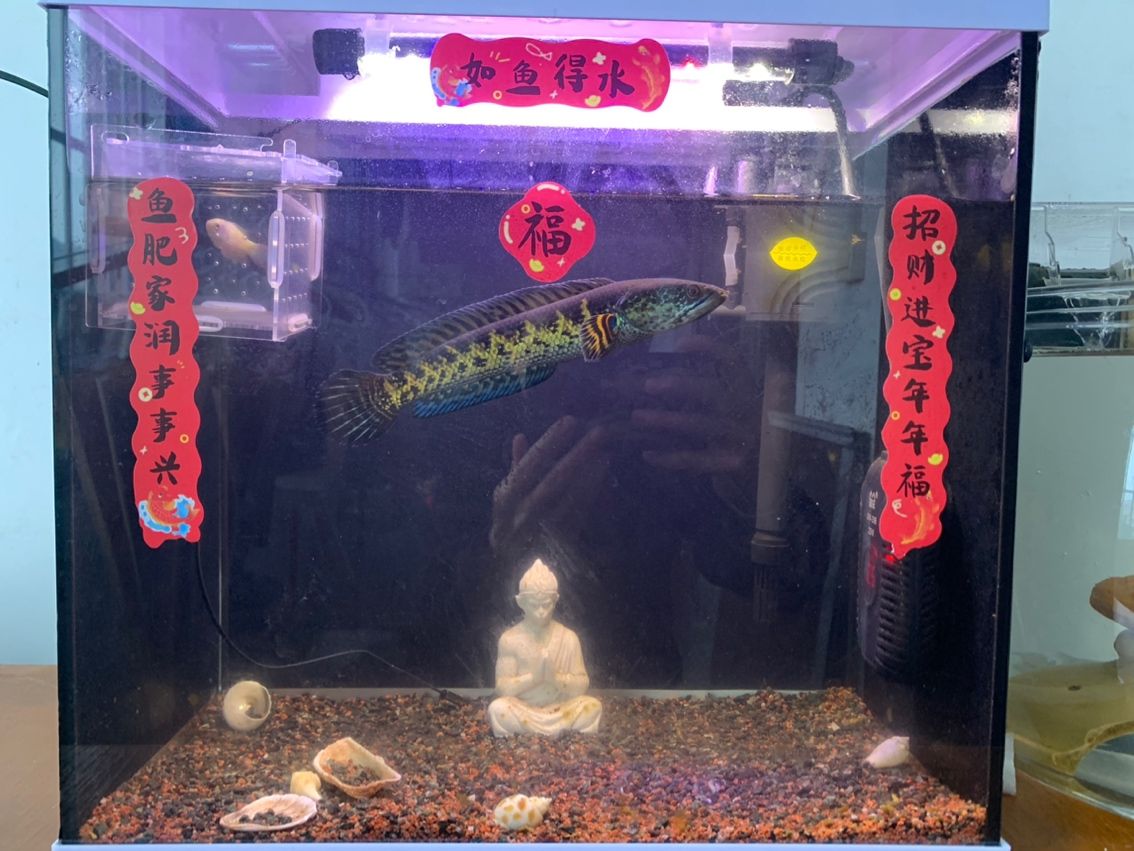 魚吐福氣。（吐福氣是一句寓意吉祥的俗語，通常用來祝福他人）