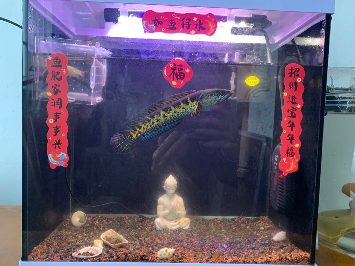 魚吐福氣。（吐福氣是一句寓意吉祥的俗語，通常用來祝福他人）