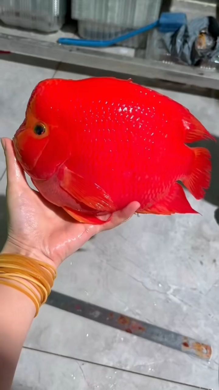 紅財神（紅財神的形象經常出現在各種節日慶典、廟會活動中的財神）