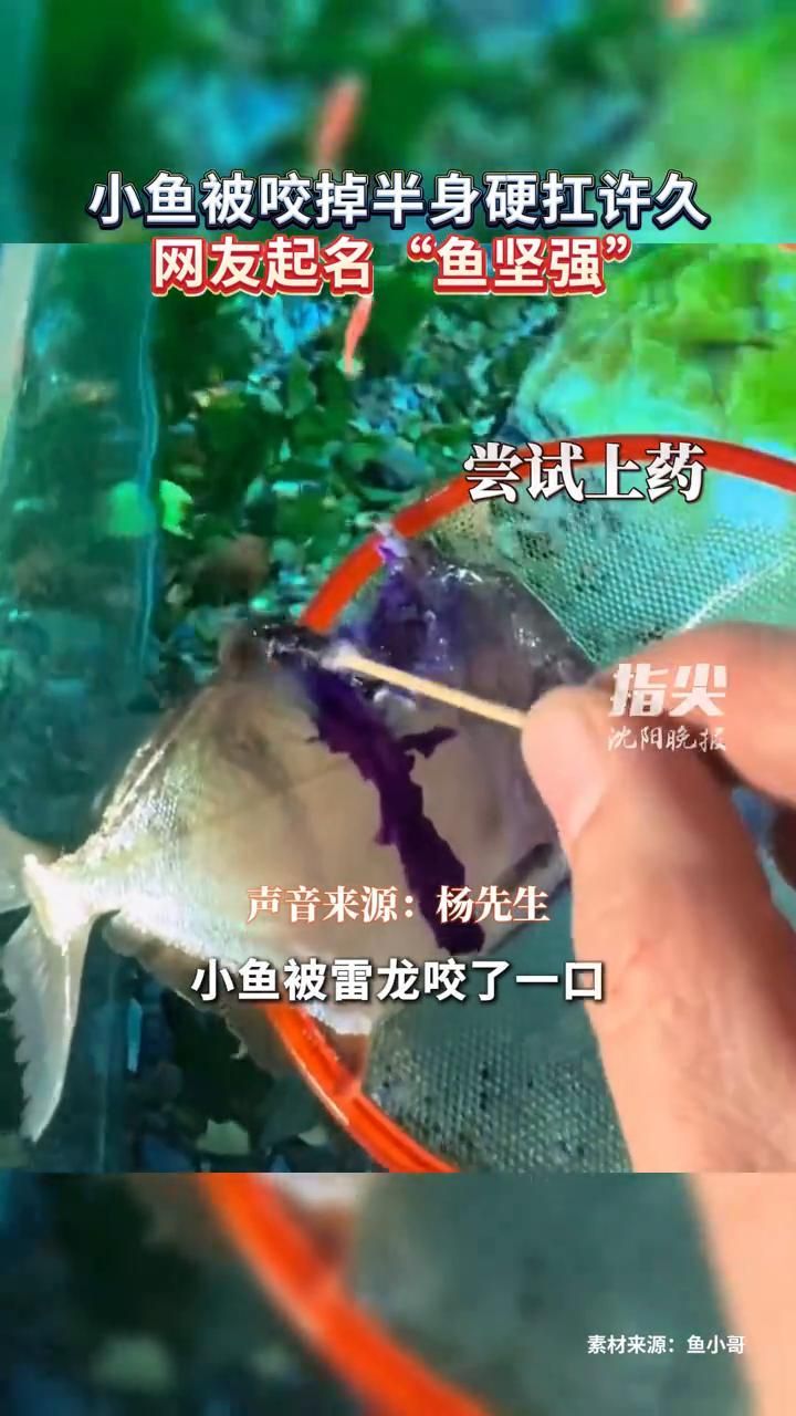 魚被咬后多久會恢復（小魚兒天地，00:27）