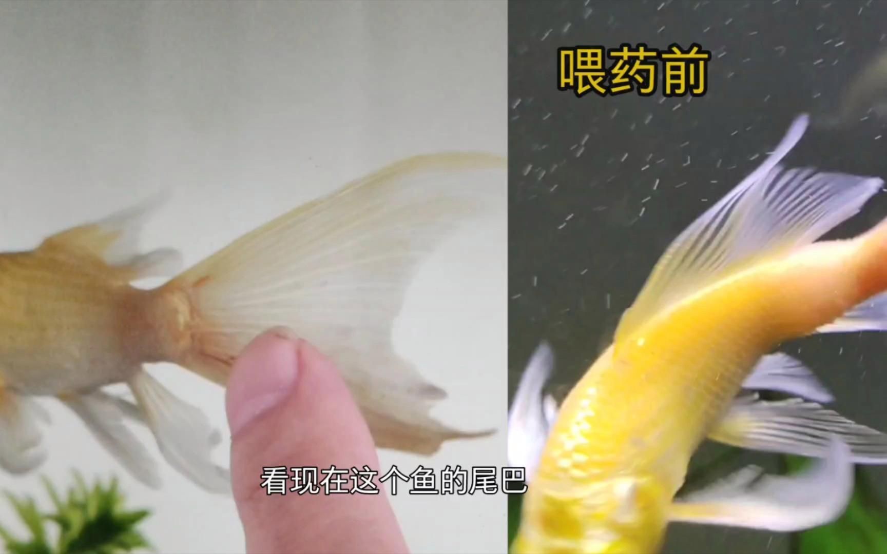 哪種藥物治療魚尾充血帶血絲最有效（魚尾充血帶血絲怎么辦）