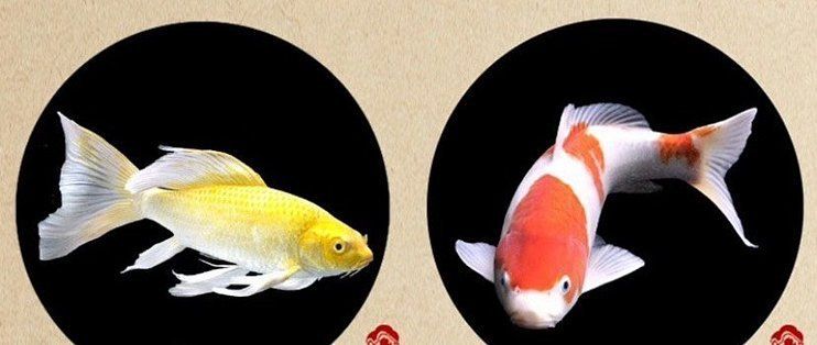 如何挑選適合初學者的觀賞魚（新手養(yǎng)魚的第一目標不是“最漂亮”，而是“能活下來”）