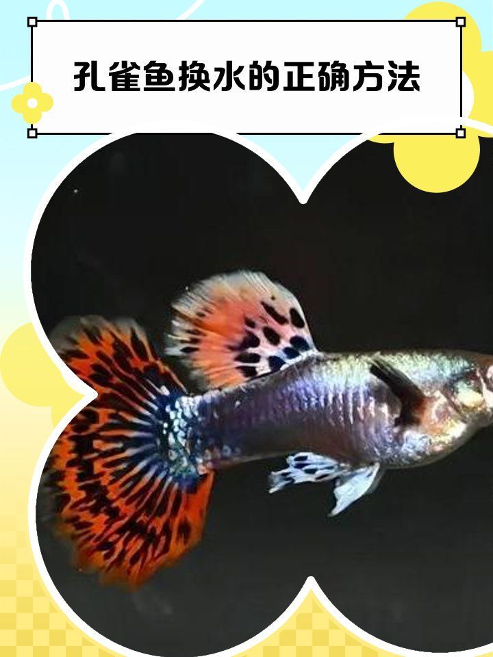 孔雀魚換水時需要注意什么（孔雀魚換水時需要注意的事項）