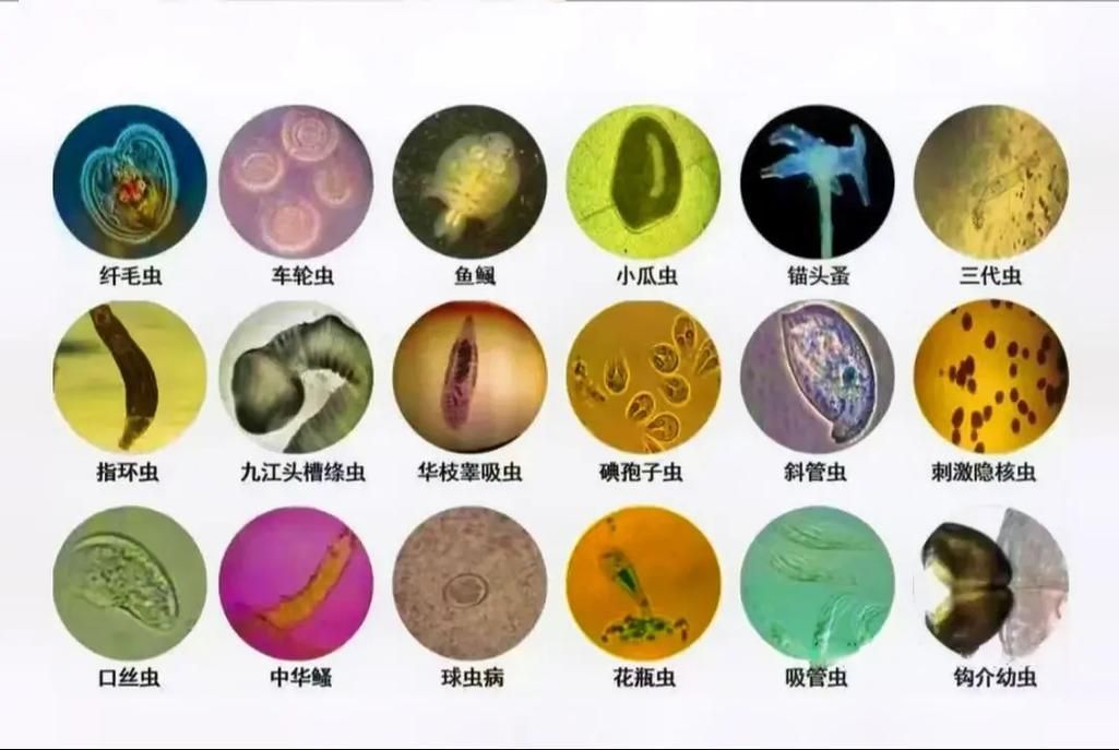 給我一些預防魚類寄生蟲感染的宣傳圖（預防魚類寄生蟲感染的措施）