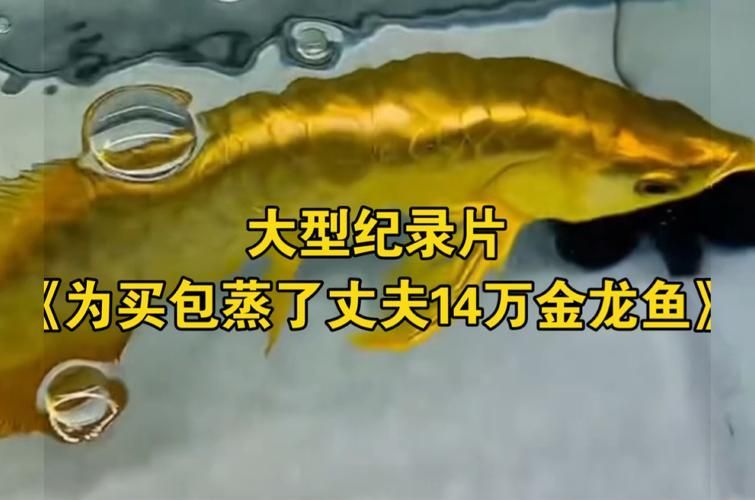 詳解一下金龍魚紀錄片的內容（《品牌強國之路》第七期《金龍魚：引領糧油行業高質量發展》完整呈現了這個國民品牌如何從1991年推出中國糧油）