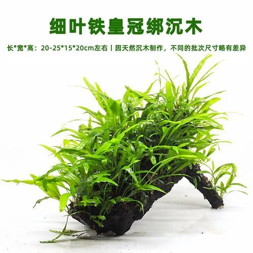 過背金龍適合的水草種類（過背金龍適用水草種類）