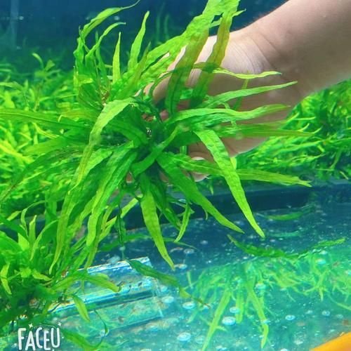 過背金龍適合的水草種類（過背金龍適用水草種類）