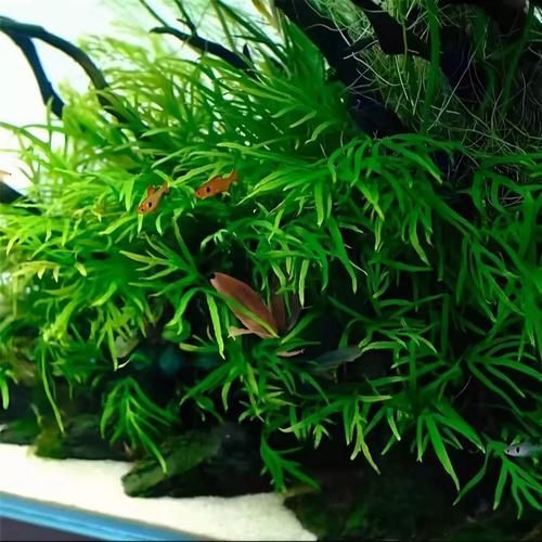 過背金龍適合的水草種類（過背金龍適用水草種類）