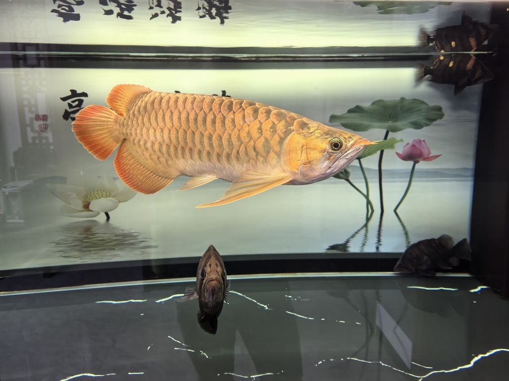 堅持愛好（maldini、li評論：堅持愛好的重要性與實踐）