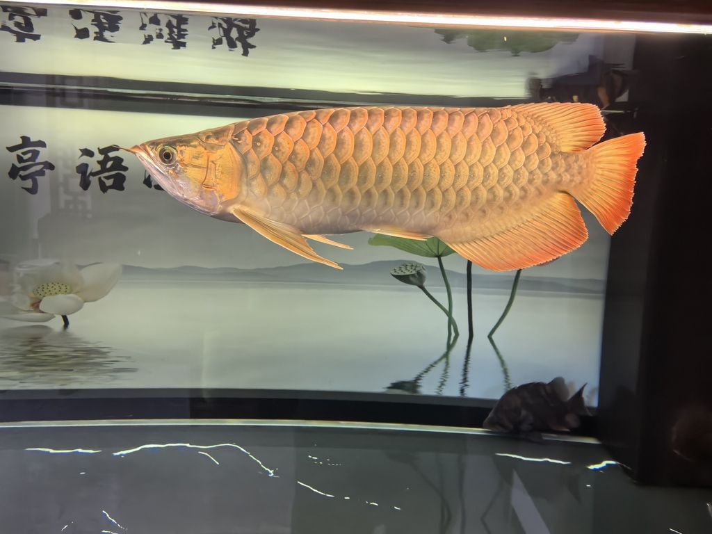 堅持愛好（maldini、li評論：堅持愛好的重要性與實踐）