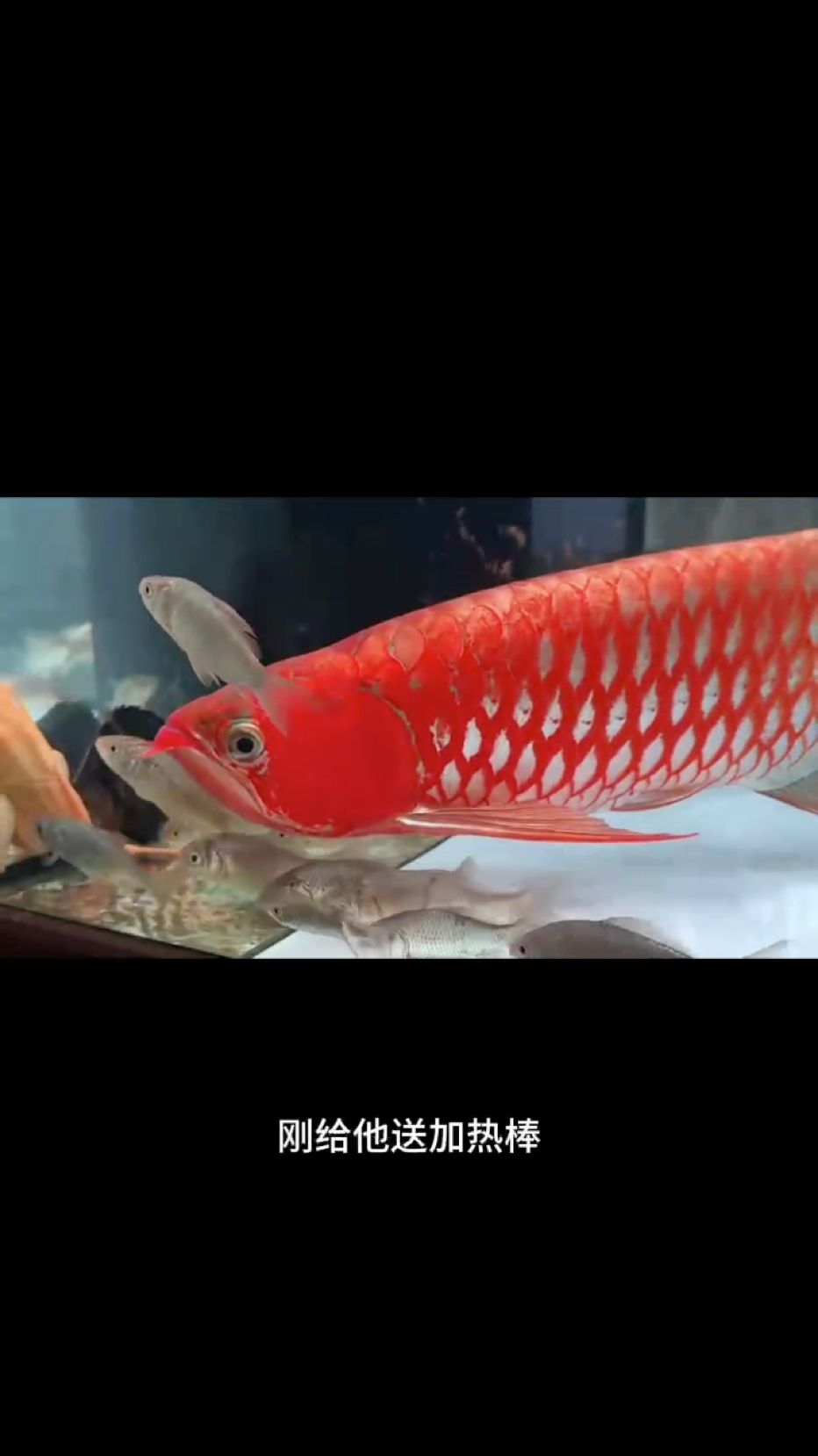 感謝臺州徐總的反饋視頻?? 小烈焰長大啦，紅的一塌糊涂???? PS：過年期間魚友們一定要備一個靠譜的加熱棒，避免煮魚也要避免掉溫！ #萬隆天王紅龍 #龍魚 #紅龍 #觀賞魚 #養魚日記