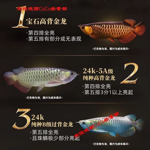 24K過背金龍哪個品種最珍貴（24k過背金龍哪個品種最珍貴）