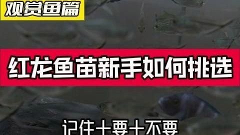 給我一些辨別紅龍魚苗品質的實際案例（如何挑選紅龍魚苗） 給我一些辨別紅龍魚苗品質的實際案例（如何挑選紅龍魚苗） 龍魚百科 第2張