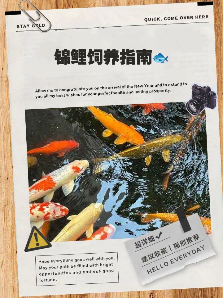 錦鯉多久換一次水（金魚錦鯉換水頻率大揭秘金魚錦鯉換水頻率大揭秘）