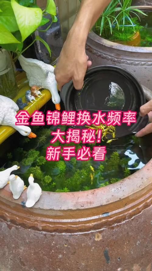 錦鯉多久換一次水（金魚錦鯉換水頻率大揭秘金魚錦鯉換水頻率大揭秘）