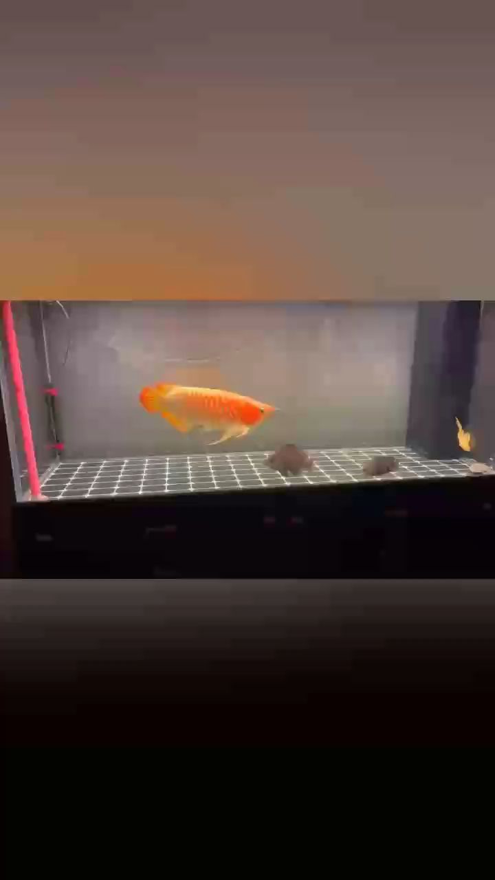 （ai在教育領域的發展趨勢及可能面臨倫理問題的倫理問題）