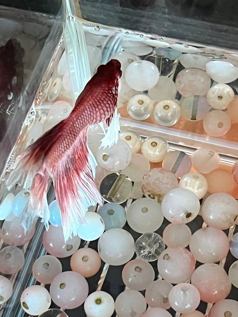 魚腹水病治療期間需要停食嗎（泰國斗魚腹水病治療全攻略魚腹水病治療全攻略） 魚腹水病治療期間需要停食嗎（泰國斗魚腹水病治療全攻略魚腹水病治療全攻略） 龍魚百科 第1張
