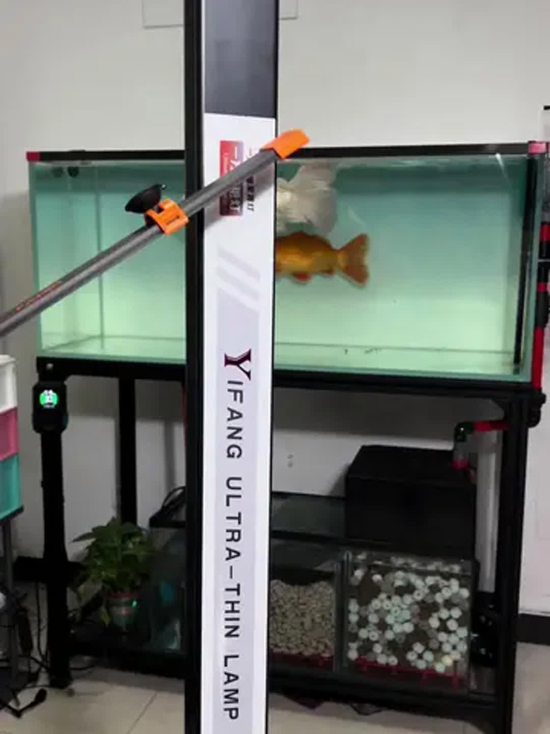 紅龍褪色處理方法（紅龍魚褪色處理方法）