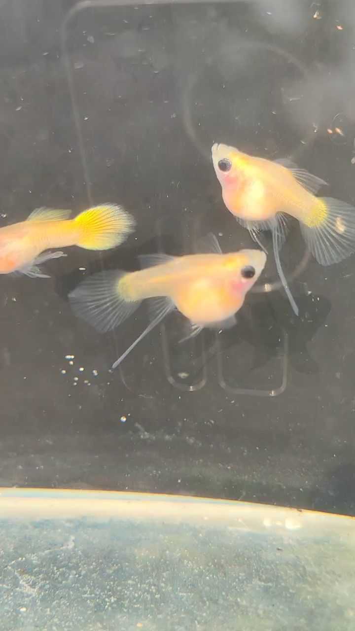 黃金玻璃貓球體大C（玻璃貓球體大c）