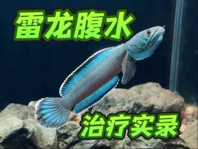 龍魚腹水有哪些治療方法（如何判斷龍魚是否患有腹水？）