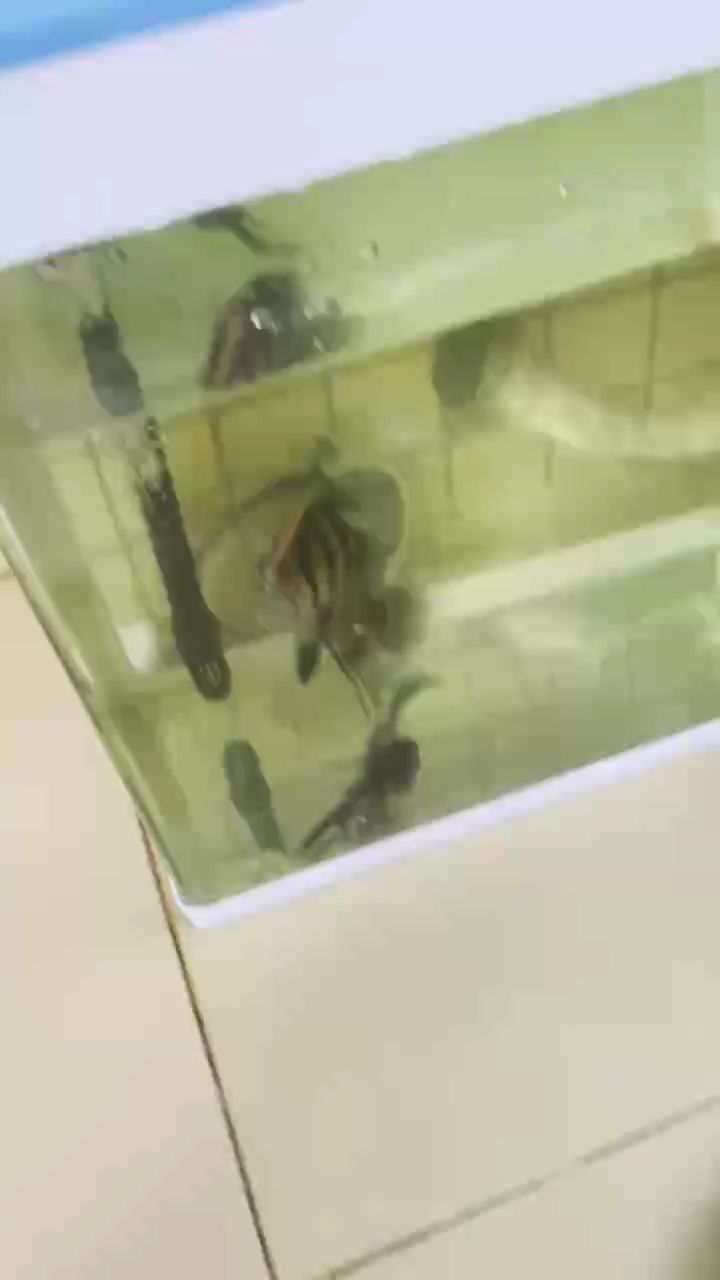 極品（“極品”一詞在現(xiàn)代社會中的流行趨勢）