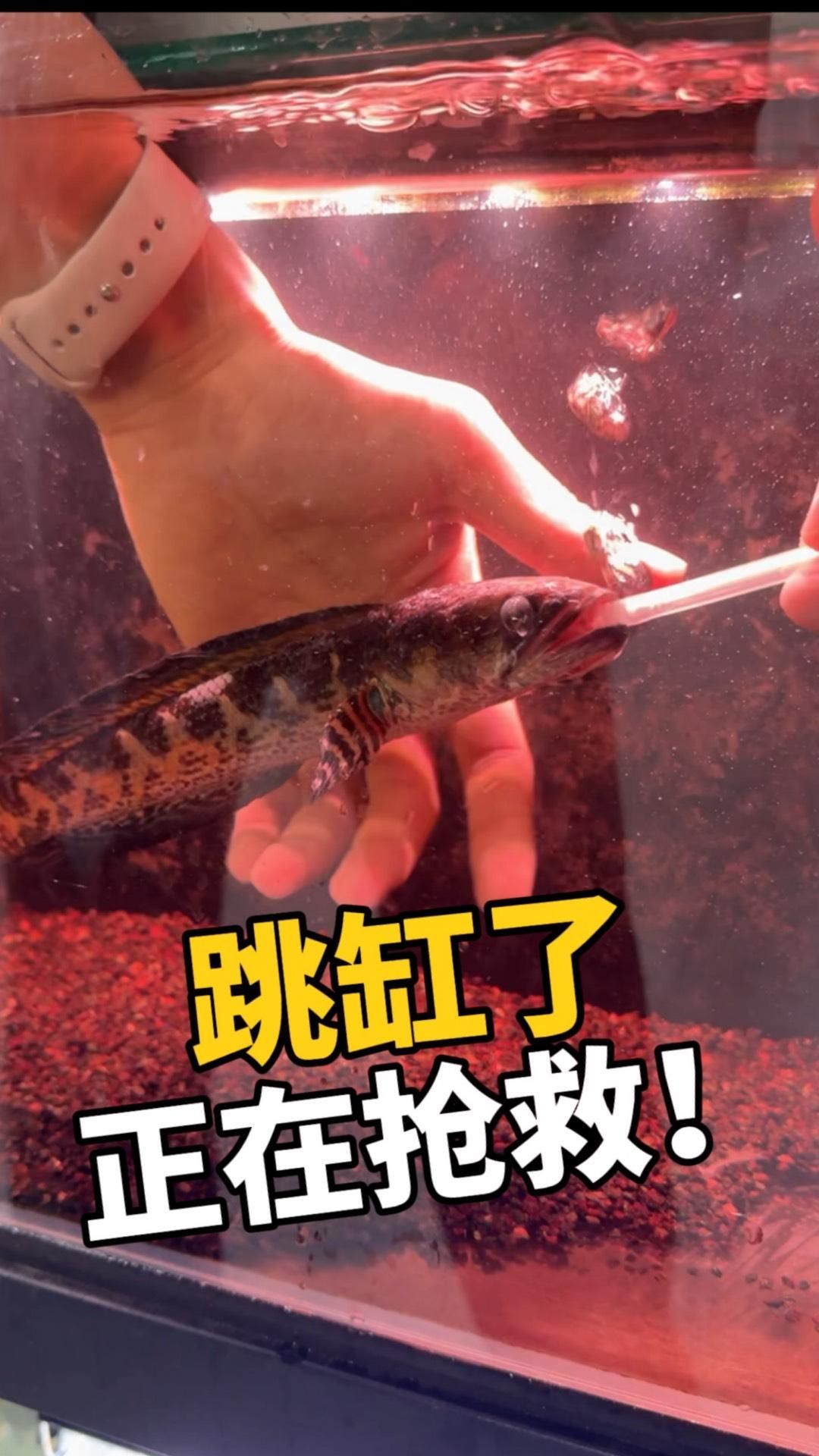 龍魚跳缸后多久能恢復正常活動（魚跳缸后多久能恢復正常活動是一個復雜的問題）