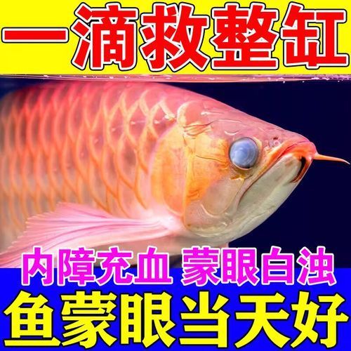 能否提供魚白眼病治療前后的對比圖（如何判斷魚白眼病治療期間需要喂食嗎）