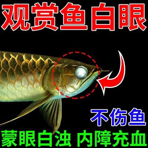 能否提供魚白眼病治療前后的對比圖（如何判斷魚白眼病治療期間需要喂食嗎）