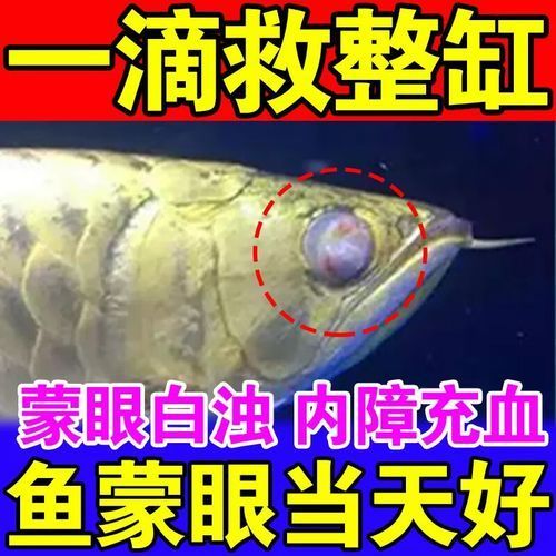 能否提供魚白眼病治療前后的對比圖（如何判斷魚白眼病治療期間需要喂食嗎）