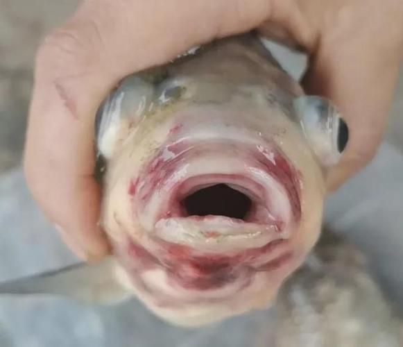 能否提供魚白眼病治療前后的對比圖（如何判斷魚白眼病治療期間需要喂食嗎）