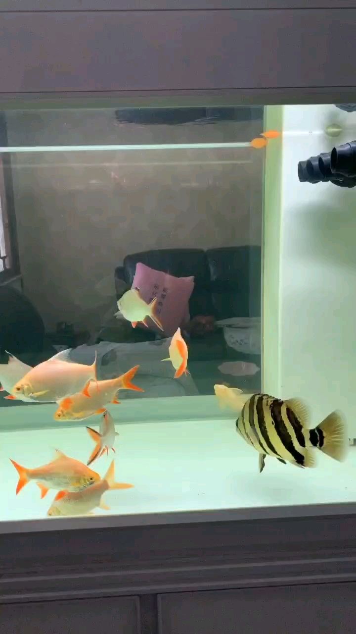 轉發993（“轉發993”,轉發993，被養魚耽誤的建筑師）