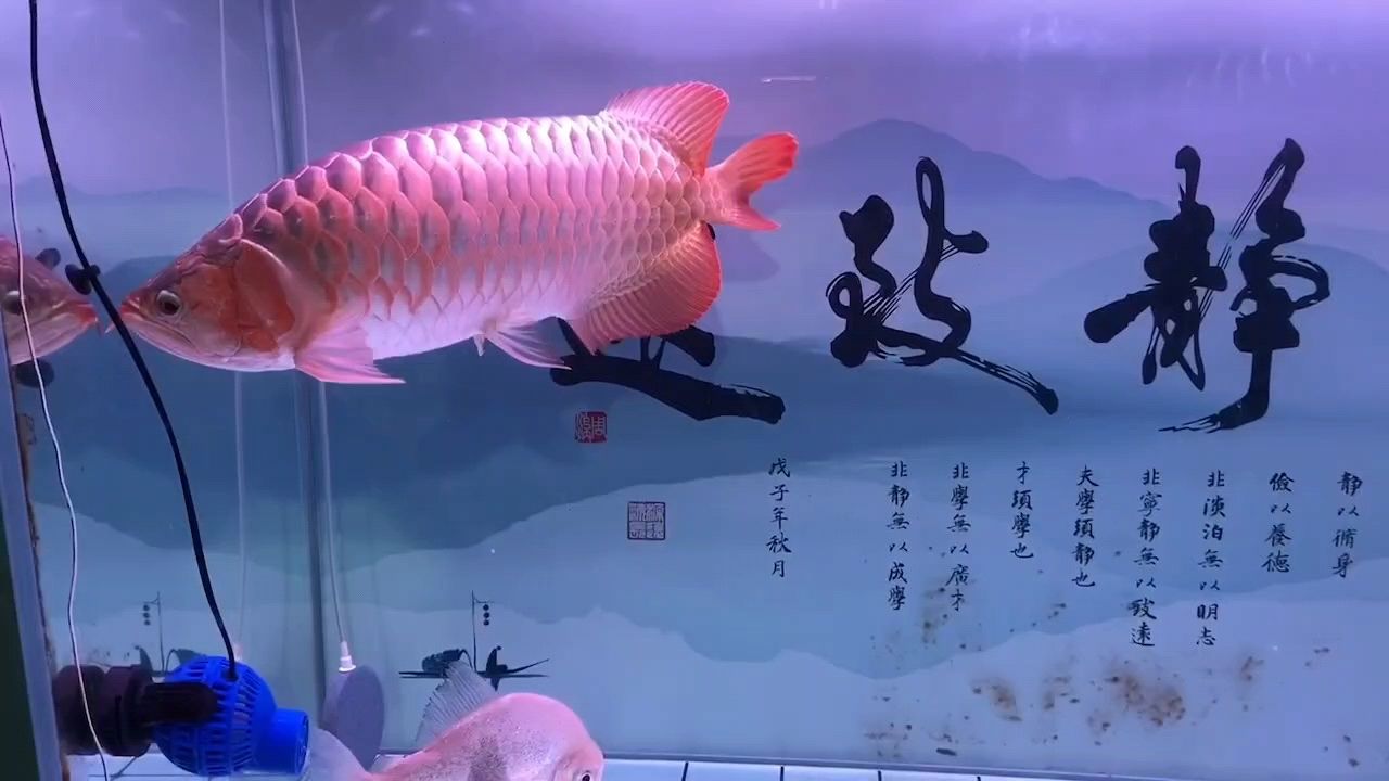 紅龍魚（紅龍魚的繁殖方式）