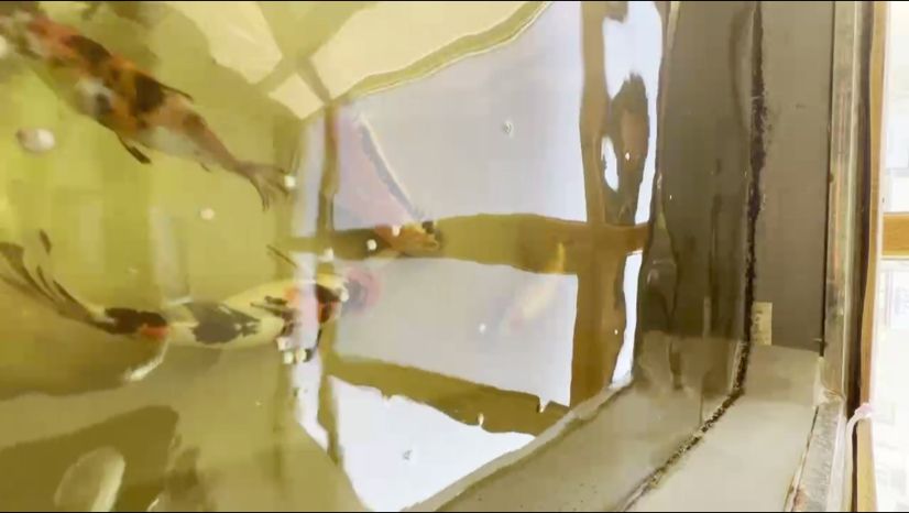 年前打卡（年前打卡，隨著春節的臨近） 年前打卡（年前打卡，隨著春節的臨近） 龍魚論壇
