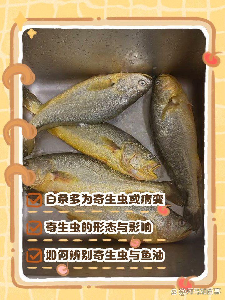 魚肚里有白色扁蟲子（魚肚里發(fā)現(xiàn)白色扁蟲子怎么辦？）
