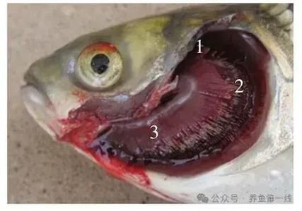 菌鰓和蟲鰓的結(jié)構(gòu)差異有哪些（昆蟲幼蟲（insectgilloffungi或“菌鰓”與“蟲鰓”的對比）