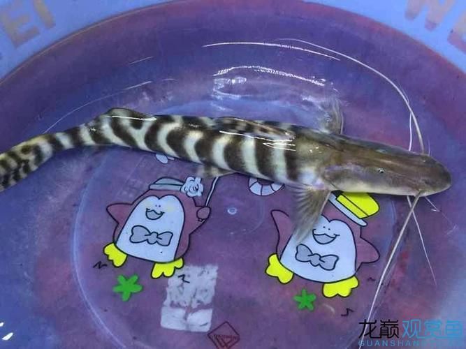 祥龍魚場的斑馬鴨嘴魚質量如何？（如何辨別祥龍魚場的斑馬鴨嘴魚）