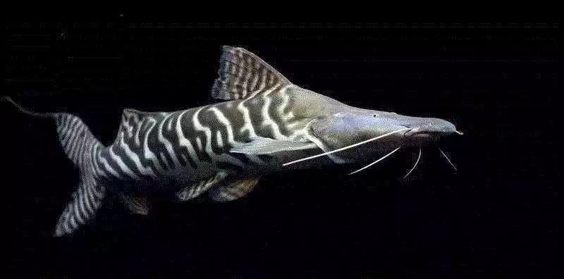 祥龍魚場的斑馬鴨嘴魚質量如何？（如何辨別祥龍魚場的斑馬鴨嘴魚）