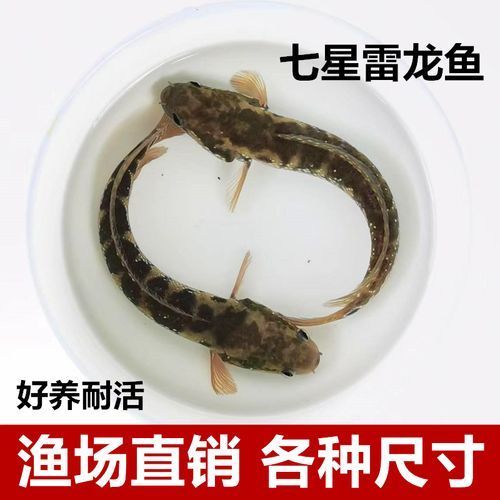珍珠赤雷龍的市場(chǎng)價(jià)格是多少（如何辨別珍珠赤雷龍的品相）