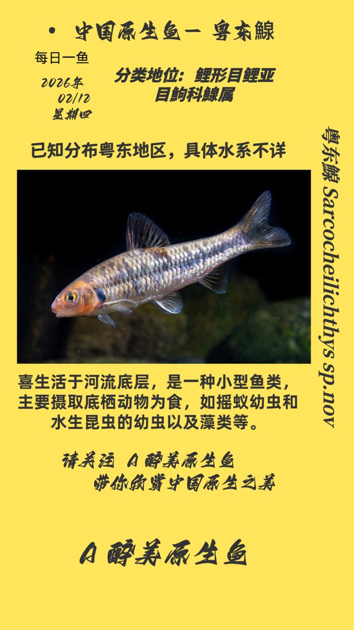 粵東鰁 鰁屬未命名種（未被正式命名的魚類，體重可達20公斤以上，營養(yǎng)豐富）