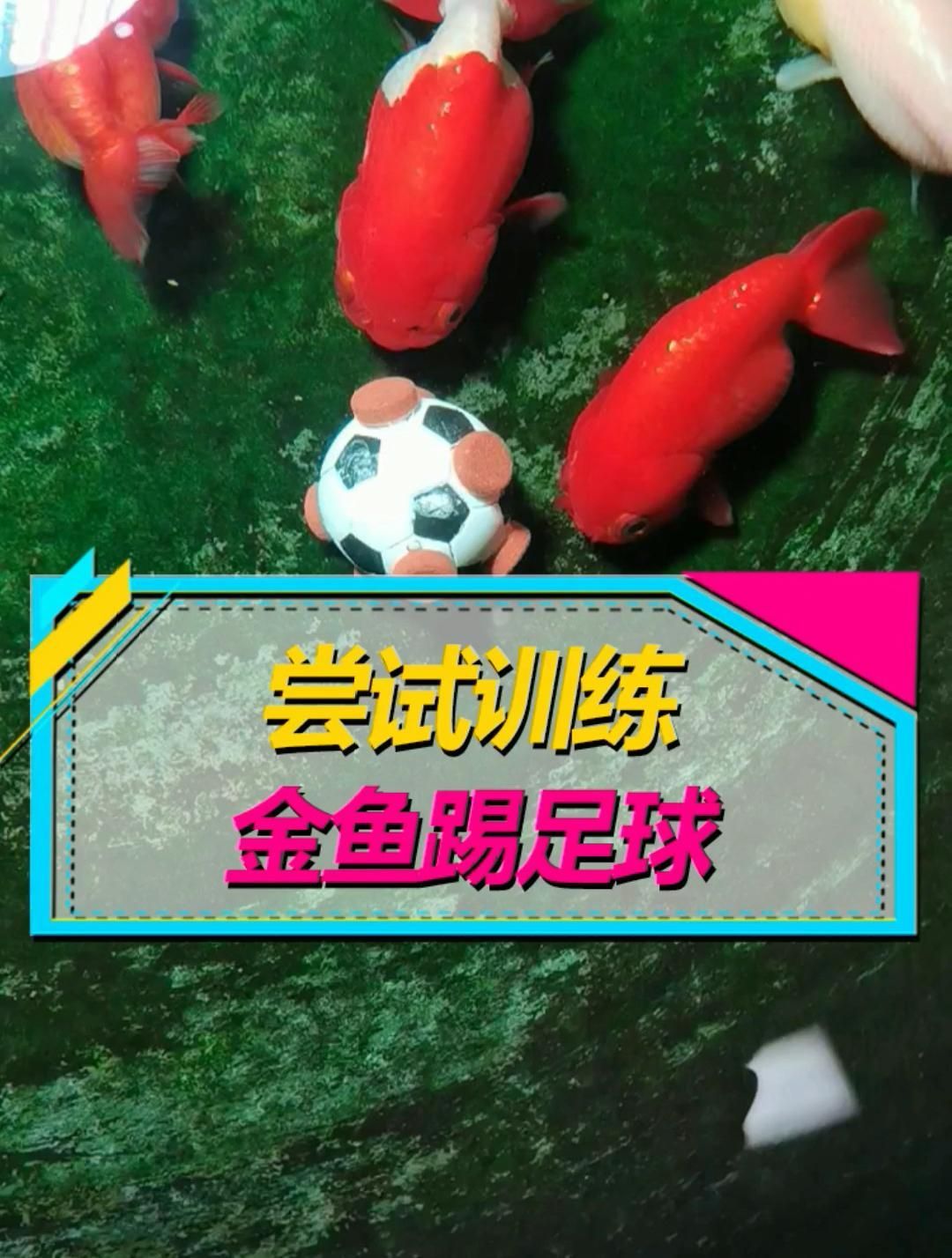 能否提供金魚訓練的具體視頻教程（如何訓練金魚）