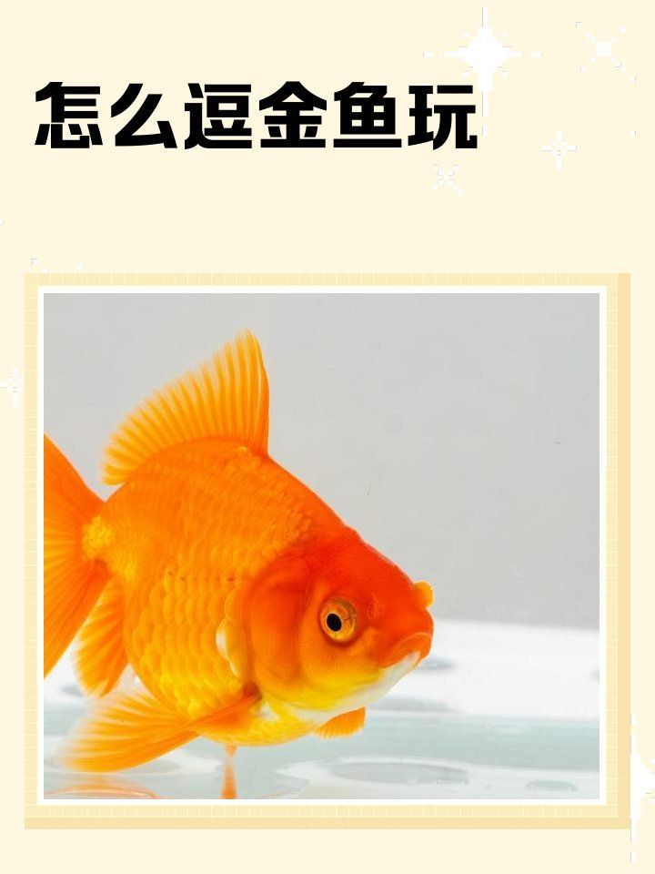 能否提供金魚訓練的具體視頻教程（如何訓練金魚）